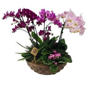 thumb-orquideas-plantadas-tres-marias-2
