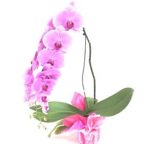 thumb-orquidea-phalaenopsis-cascata-0