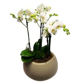 thumb-orquideas-em-cachepo-de-resina-refinata-2