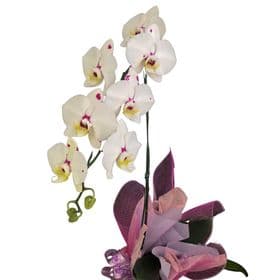 thumb-orquideas-phalaenopsis-3