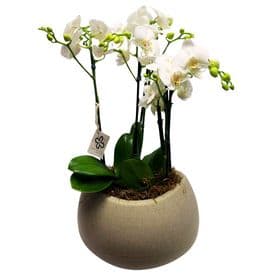 thumb-orquideas-em-cachepo-de-resina-refinata-1