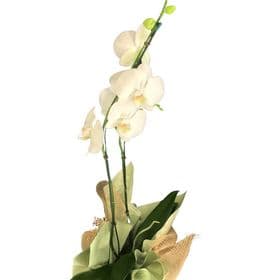 thumb-orquideas-phalaenopsis-2