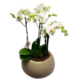 thumb-orquideas-em-cachepo-de-resina-refinata-0